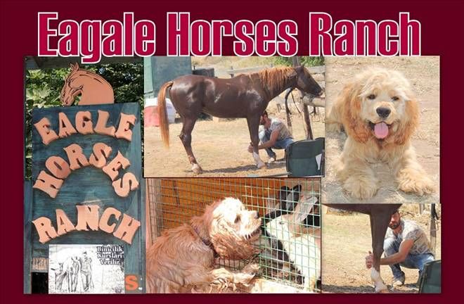 Eagle Horses Ranch
