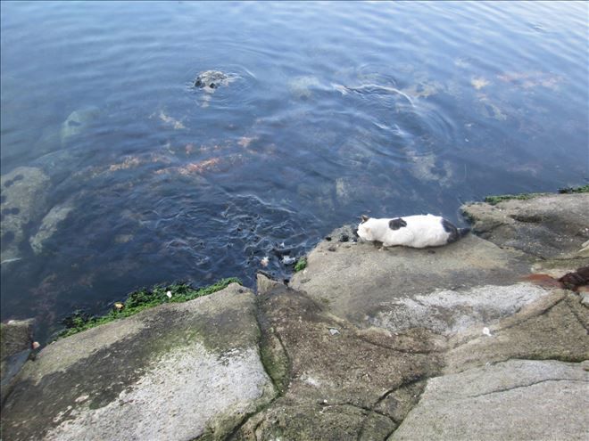 /resimler/2017-11/27/1827446447428.jpg /resimler/2017-11/27/1827446447428.jpg