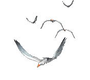 /resimler/2019-1/6/1243067781727.gif /resimler/2019-1/6/1243067781727.gif