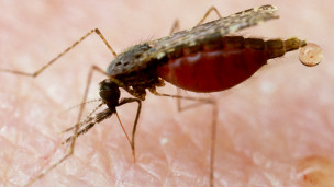 İlaca dayanıklı yeni bir sıtma türü çıktı