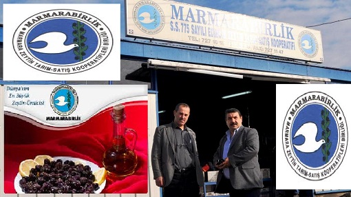 Edincik Zeytin Kooperatifi 4.Milyon kilo sofralık zeytin alımı yaptı.