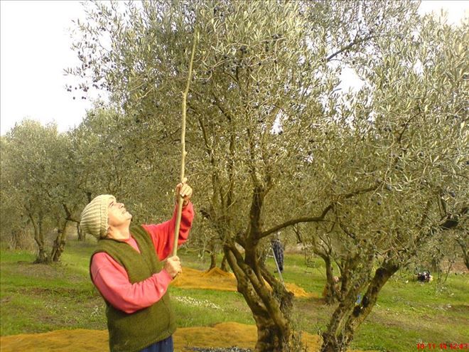 Erdek zeytin hasadına hazır