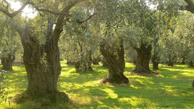 Halk Eğitim Zeytin budama kursu açacak.