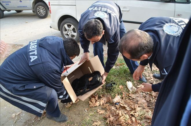 Bravo Erdek Zabıtası