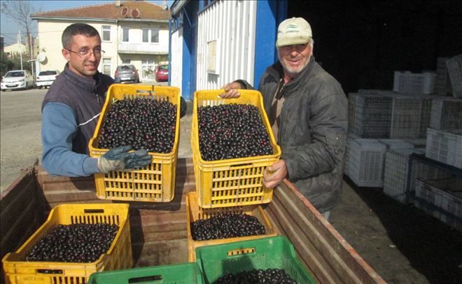 Edincik´te zeytin alımları sürüyor