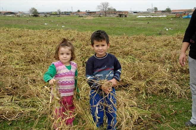 350 yıllık, bir gelenek Kocagöl´ün kazak fasulyesi