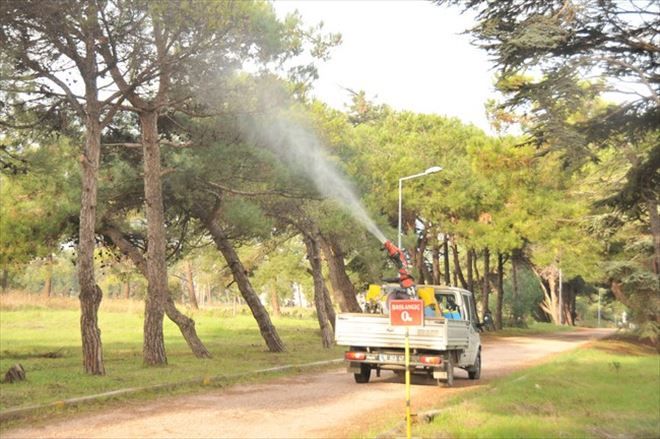 General Balcı çamlığında budama ve ilaçlama 