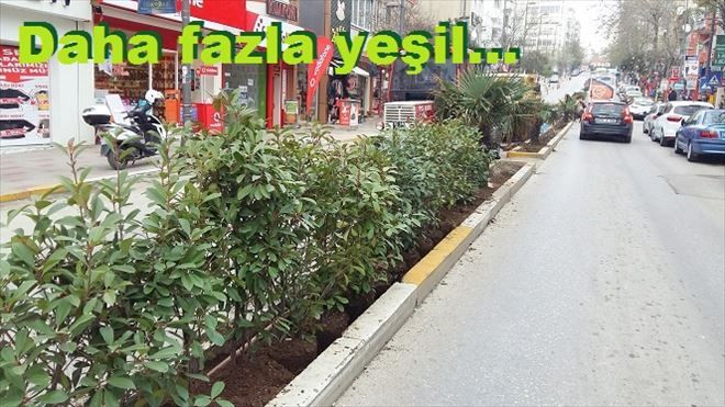 Çarşı yeşile bürünüyor