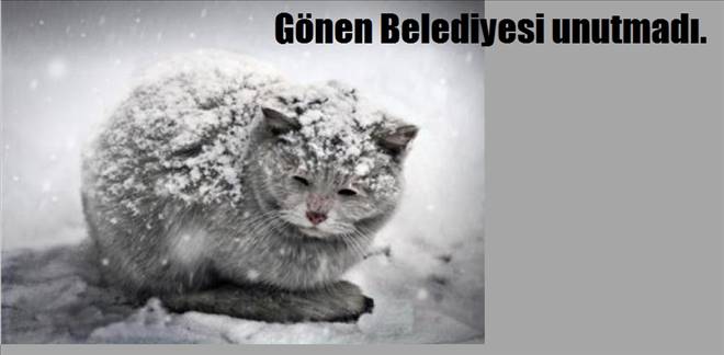 Gönen Belediyesi Sokak Hayvanlarını Unutmadı!.