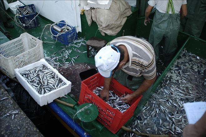 KİM DEMİŞ MARMARA DA BALIK YOKMUŞ DİYE