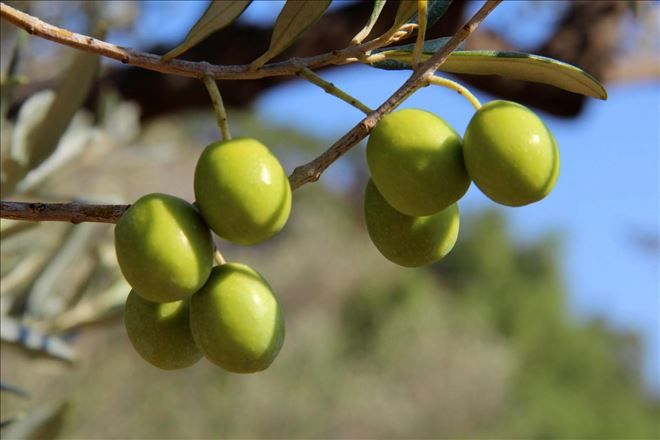 Siyah Altın, Zeytin´e festival yapılıyor