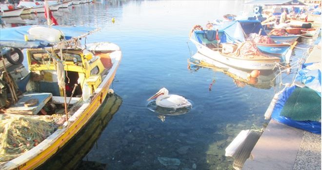Erdek´in Aliş´i varsa