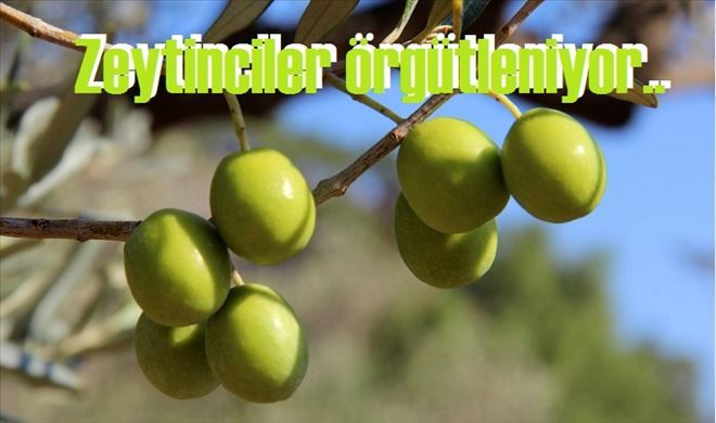 Zeytinciler güçlerini birleştiriyor
