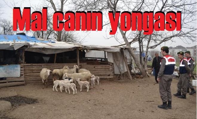 Koyunlar, hırsızlarını yakalattı.