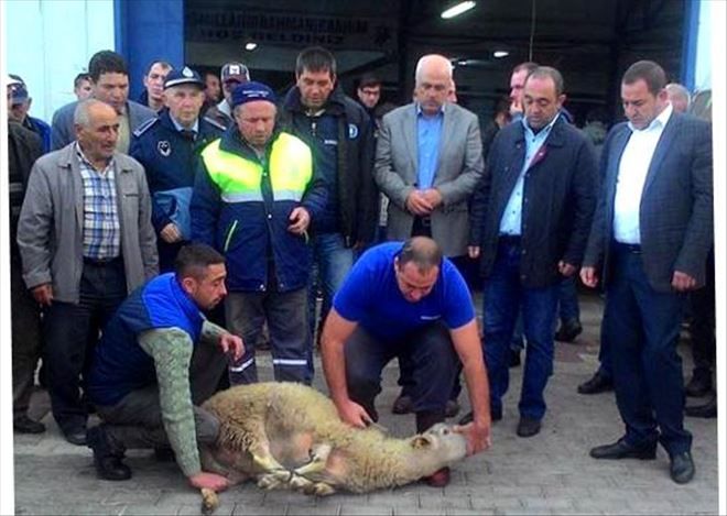 Edincik´te Zeytin alımları başladı.