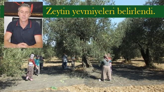 Zeytin yevmiyeleri belli oldu