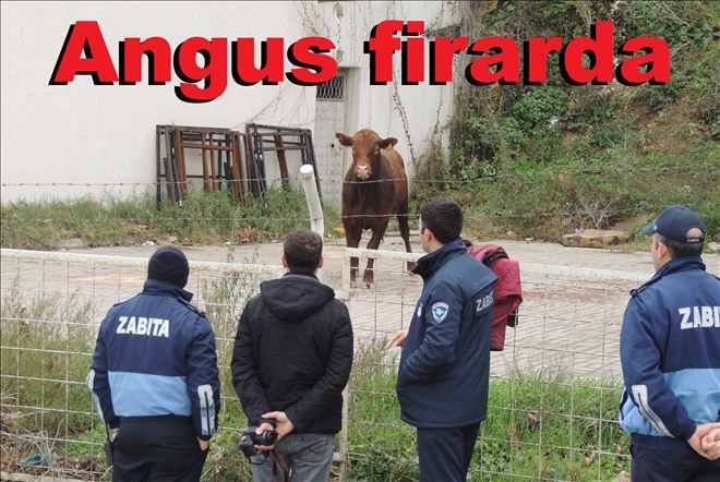 Angus firarda