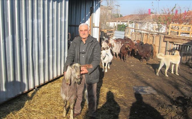 Bandırma ?Halep keçileri? ile tanıştı