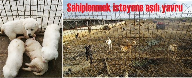 Barınak yetersiz  kaldı.