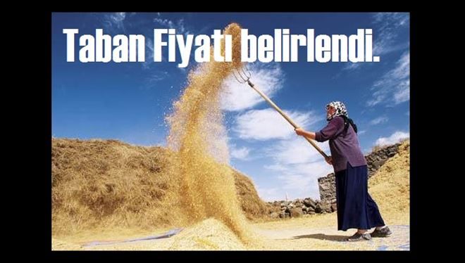 Buğday Taban Fiyatı belirlendi.