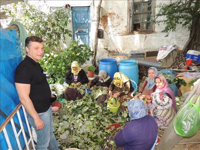 Yukarı Yapıcı´da Ihlamur hasadı