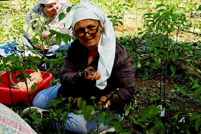 Ceviz fidancılığında marka olduk