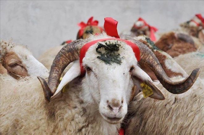 Kınalı koçlar, hayırseverleri bekliyor