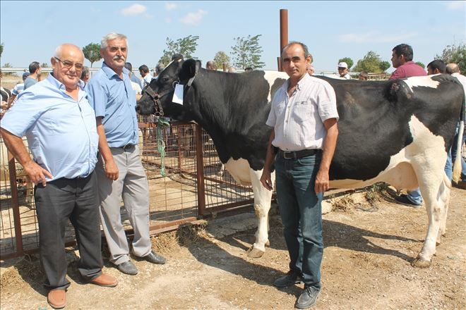 Manyas´ta 2. süt ürünleri festivali