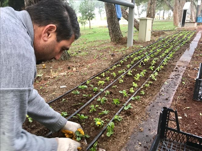 Balcı, çiçek bahçesine dönüştürülüyor.