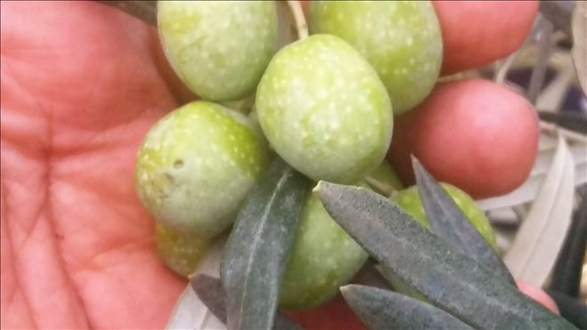 Maramarabirlik´ten yeni fiyat açıklaması