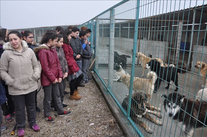 Barınakta 60 bin liralık röntgen