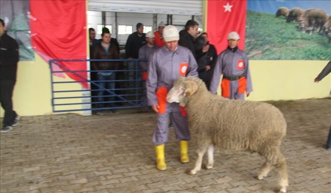 Koçlar gibi gittiler