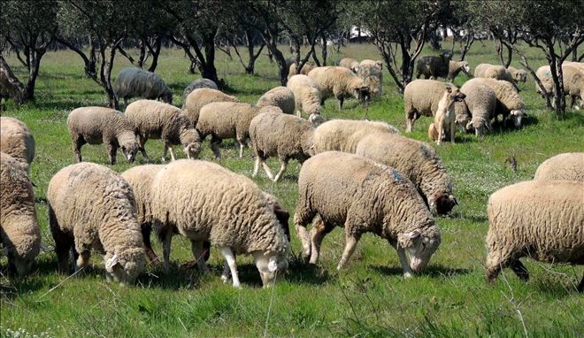 ?Bandırma Koyunu? tescillenecek