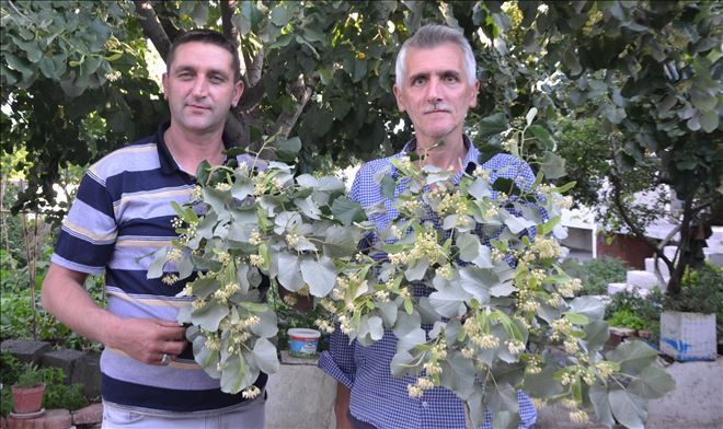 Kapıdağ´da, Hasad başladı.