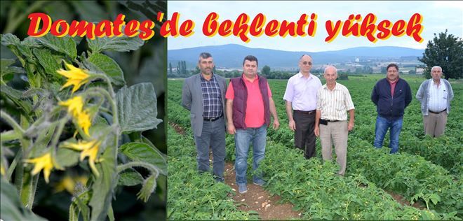 Fiyat´ta güzel, rekolte´de