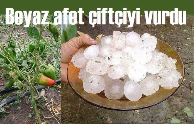 Dolu biçti geçti
