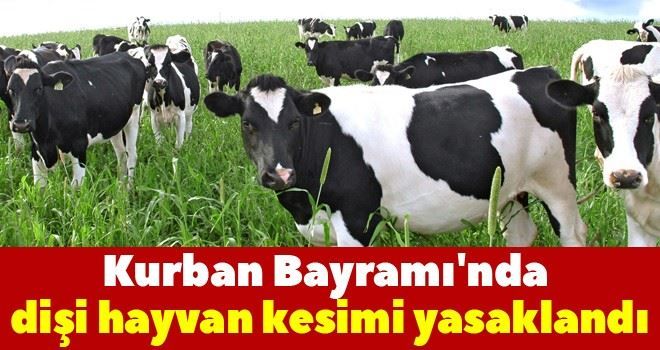 Kurban´da dişi hayvan kesimi yasaklandı