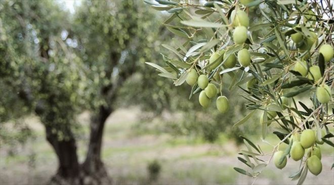 ?Zeytin sineği?nde sıkıntı yok