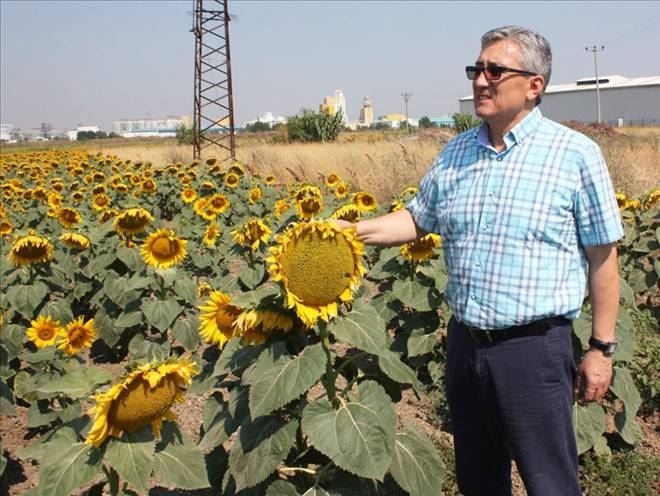 Ayçiçeği yüzleri güldürecek