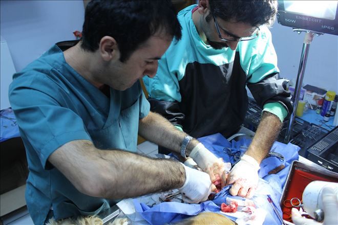 Barınak, sahipsiz hayvanların sahibi
