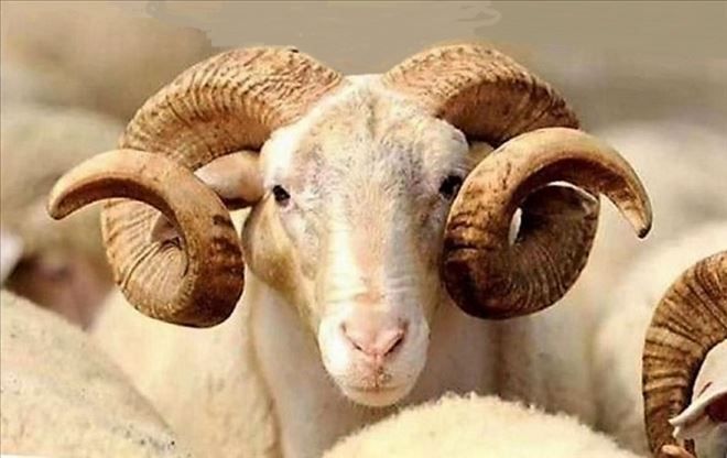 Bandırma Kurbana hazır