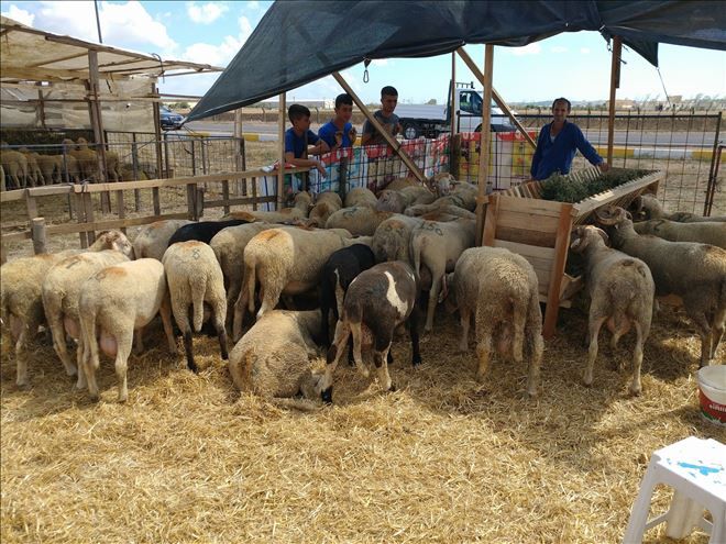 Kurban satışları başladı