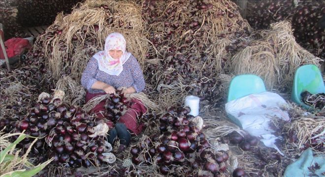 40 ton mor soğan pazarlandı