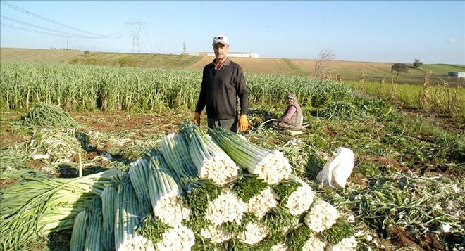 Bir zamanlar Pırasa diyarı idi