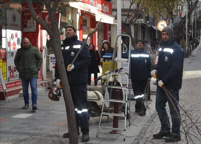 Budama zamanı
