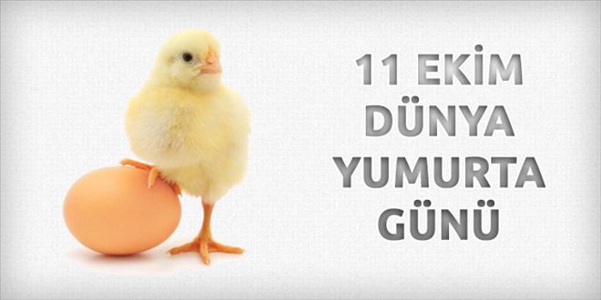 Yumurta yara iyileşmesine yardımcı