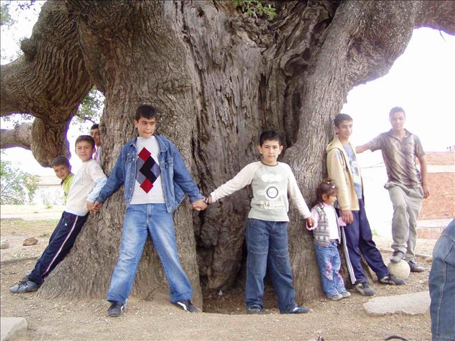 ?GELİN DEDE ve ŞIP ŞIP DEDE MEŞESİ?