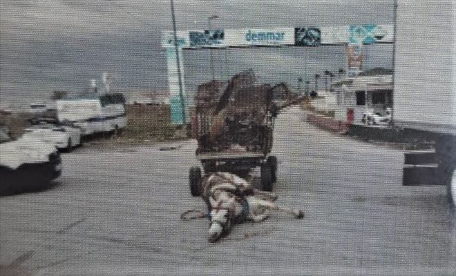 Kır at, trafik kuralı tanımadı.