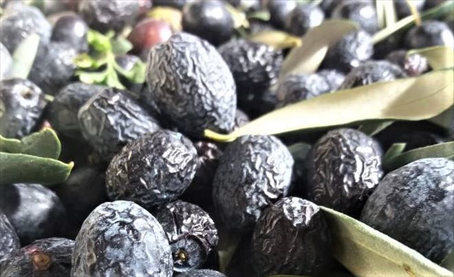 Zeytin´de, ilave teslimat hakkı