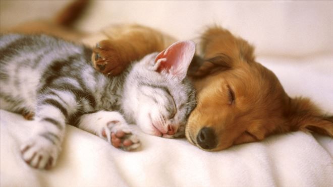 Kedi ve köpeklere ?mikroçipli? kimlik
